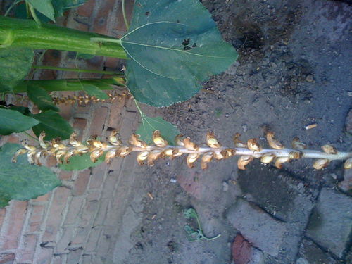 這個是天麻嗎 我家院子里發(fā)現(xiàn)的 向日葵底下有好多 求高人指教 就和向日葵一起生長