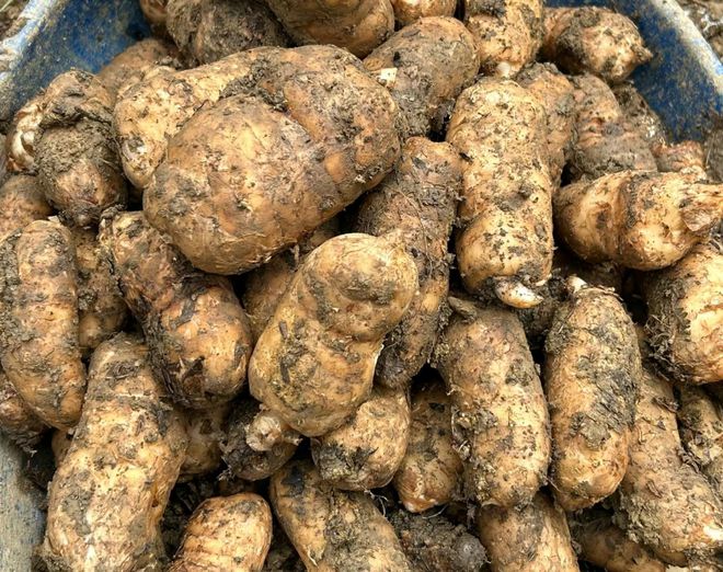 這植物不進(jìn)行光合作用,俗稱&ldquo;天麻&rdquo;,可食亦可入藥,藥食同源!